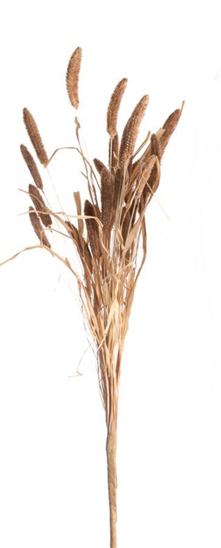 Foxtail Stem 29” Light