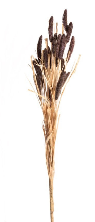 Foxtail Stem 29” Dark