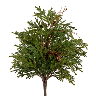 Pencil Pine Bush 20”
