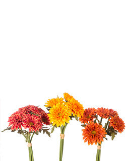 Zinnia Bundle, 11”