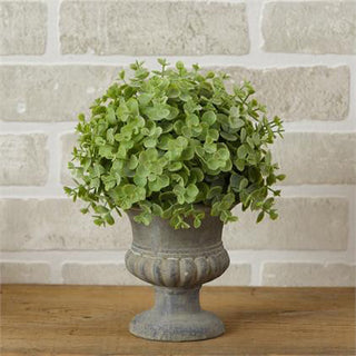 Eucalyptus Urn, 10.5”
