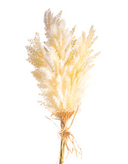 Cream Pampas 21” Stem