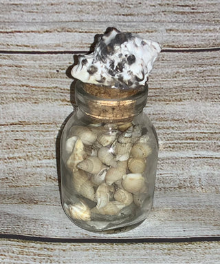 Glass Mini Shell Jar