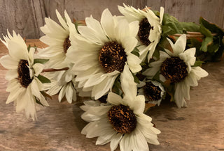 Cream Sunflower, 25”