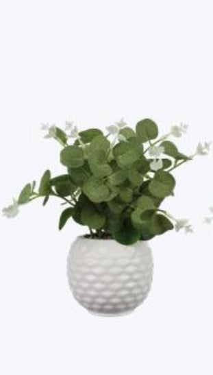 Ceramic Planter w/Succulent