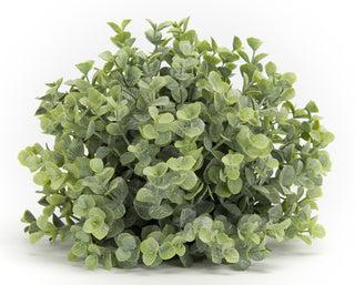 Boxwood Half Orb
