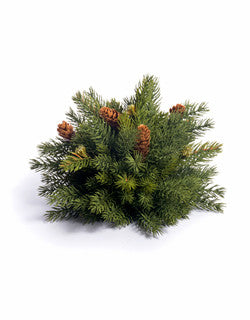 Spruce Half Orb, 7”
