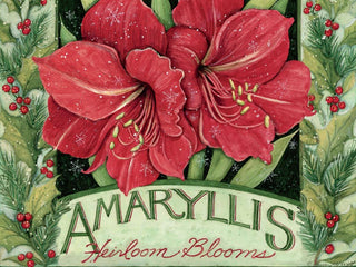 Amaryllis Boxed Holiday Cards