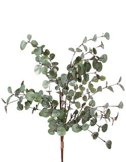 Eucalyptus 35” Bundle