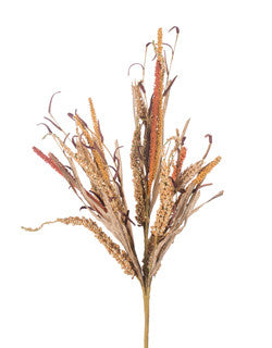 Foxtail Bush, 24”